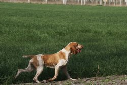 Bracco Italiano Bracco Italiano