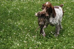 Bracco Italiano Bracco Italiano