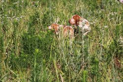 Bracco Italiano Bracco Italiano