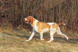 Bracco Italiano Bracco Italiano