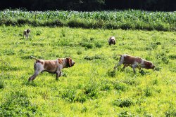 Bracco Italiano Bracco Italiano