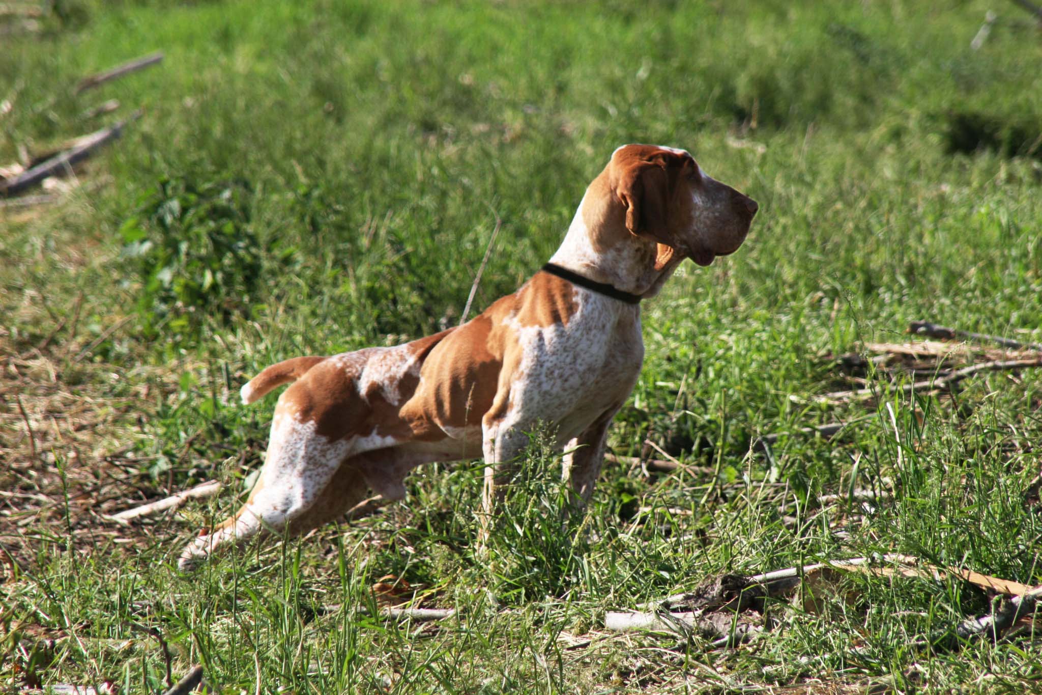 cinofilia: Bracco italiano: razza da caccia italiana DOC