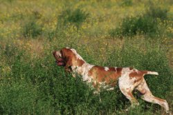 Bracco Italiano Bracco Italiano