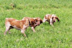 Bracco Italiano Bracco Italiano
