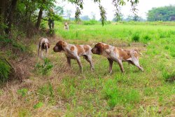 Bracco Italiano Bracco Italiano