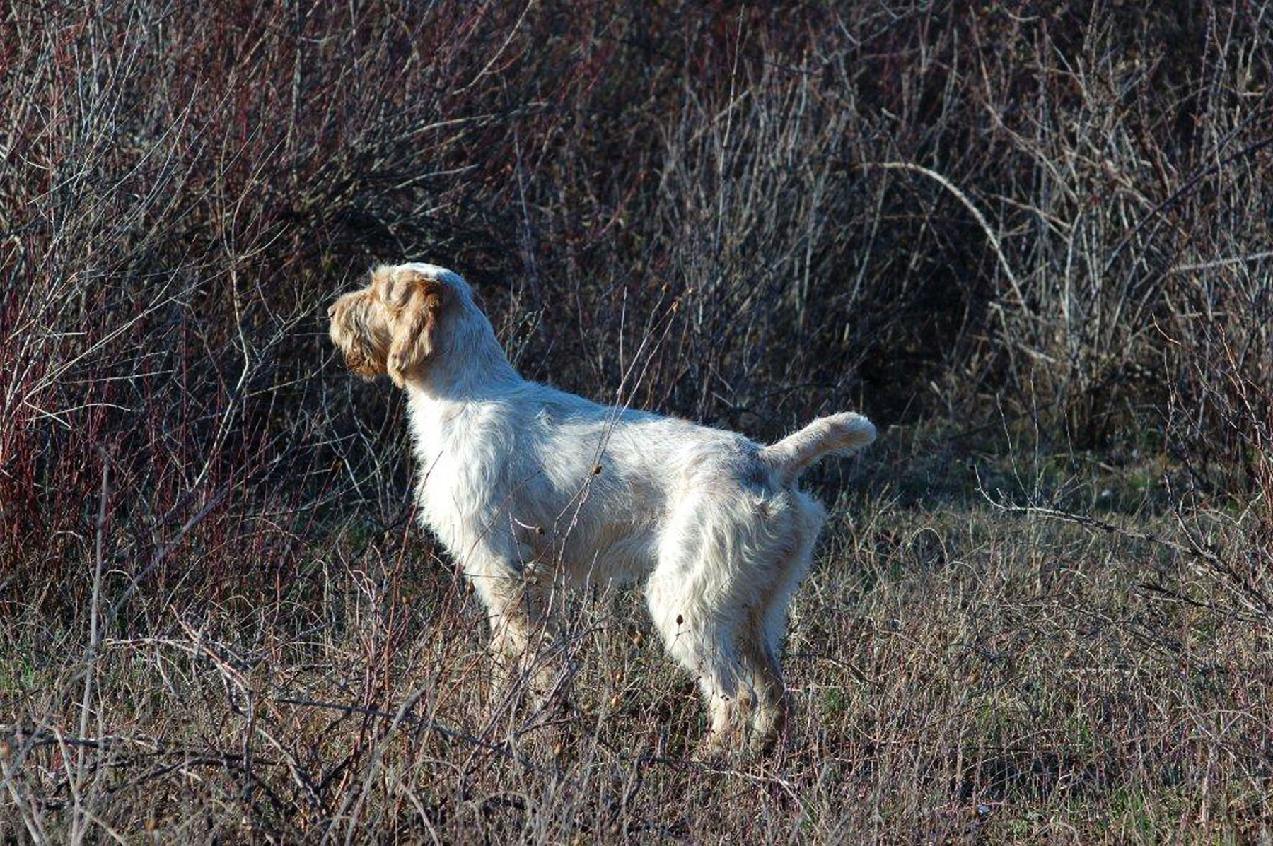 cinofilia: Spinone italiano: il rude fermatore dal cuore tenero