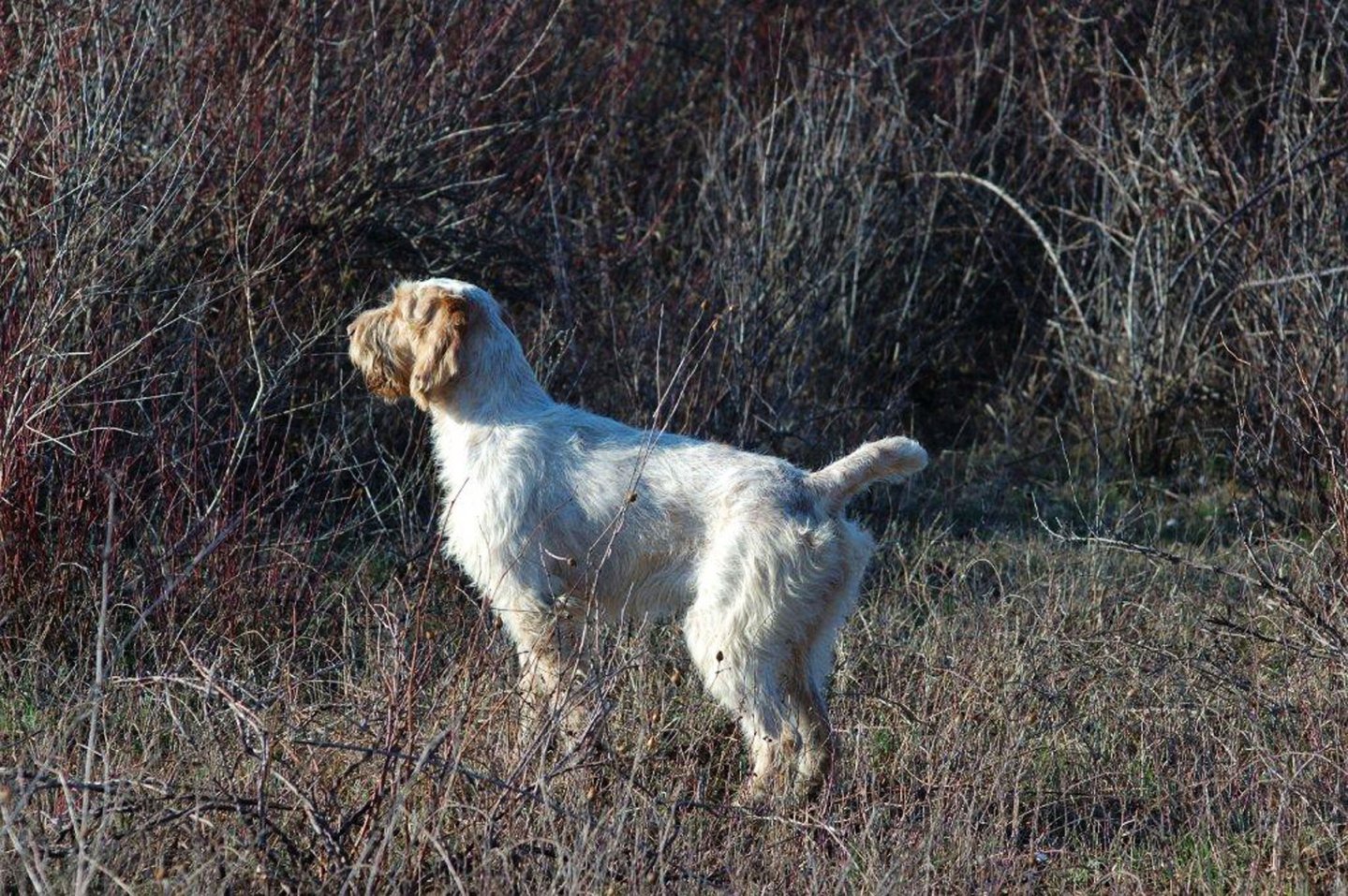 Spinone italiano