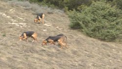 Ricetta elea veterinaria: i disagi del caso Cani durante la caccia