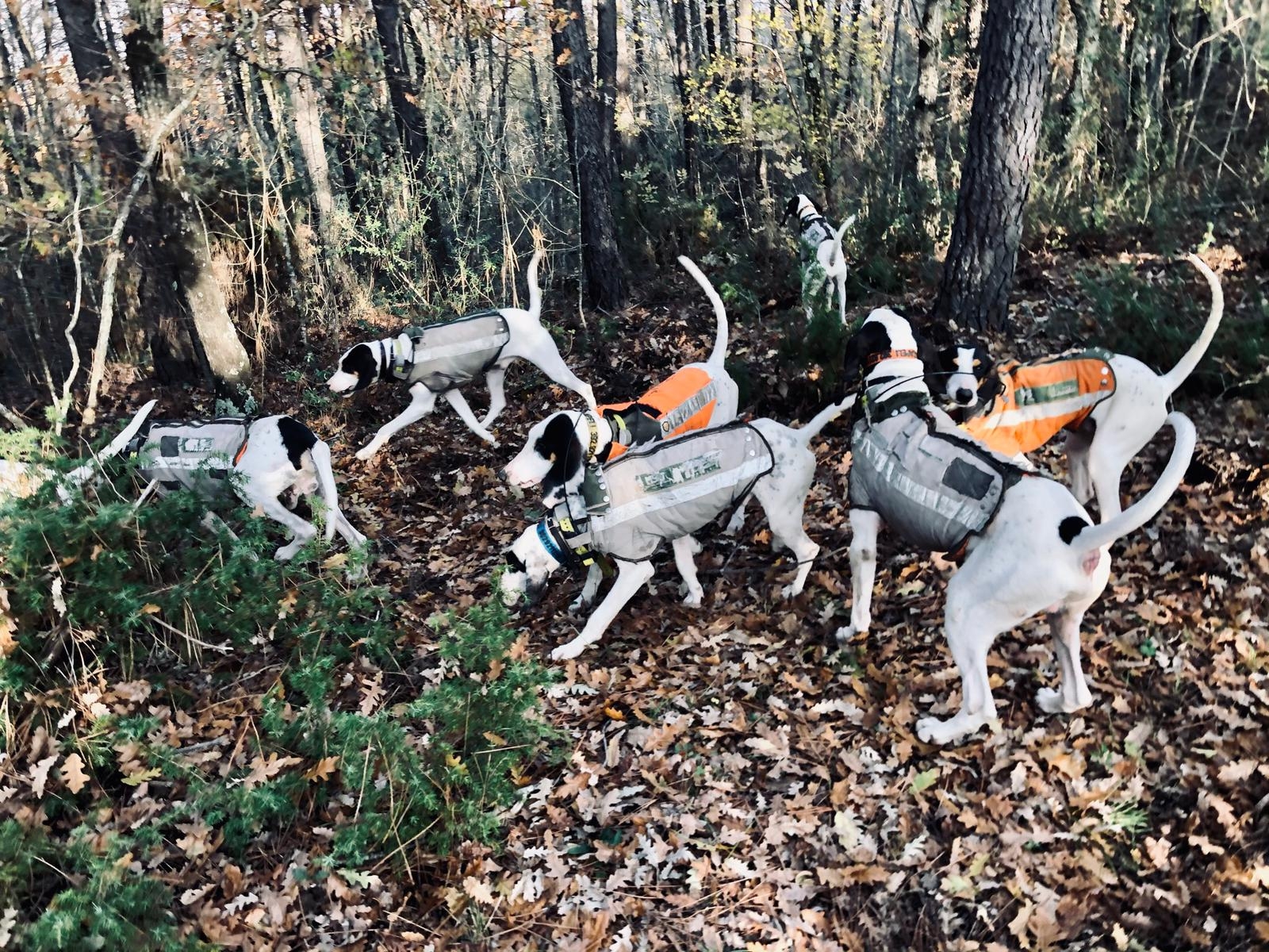 cinofilia: Segugi e cinghiali: quali sono le strutture idonee per l’addestramento dei cani? 