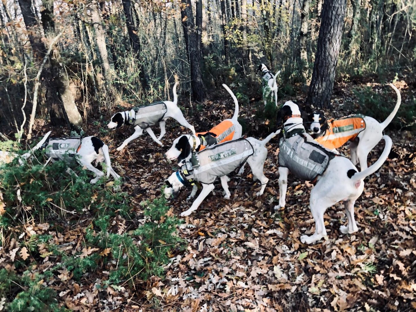 Segugi e cinghiali: quali sono le strutture idonee per l’addestramento dei cani?  Cani da seguita