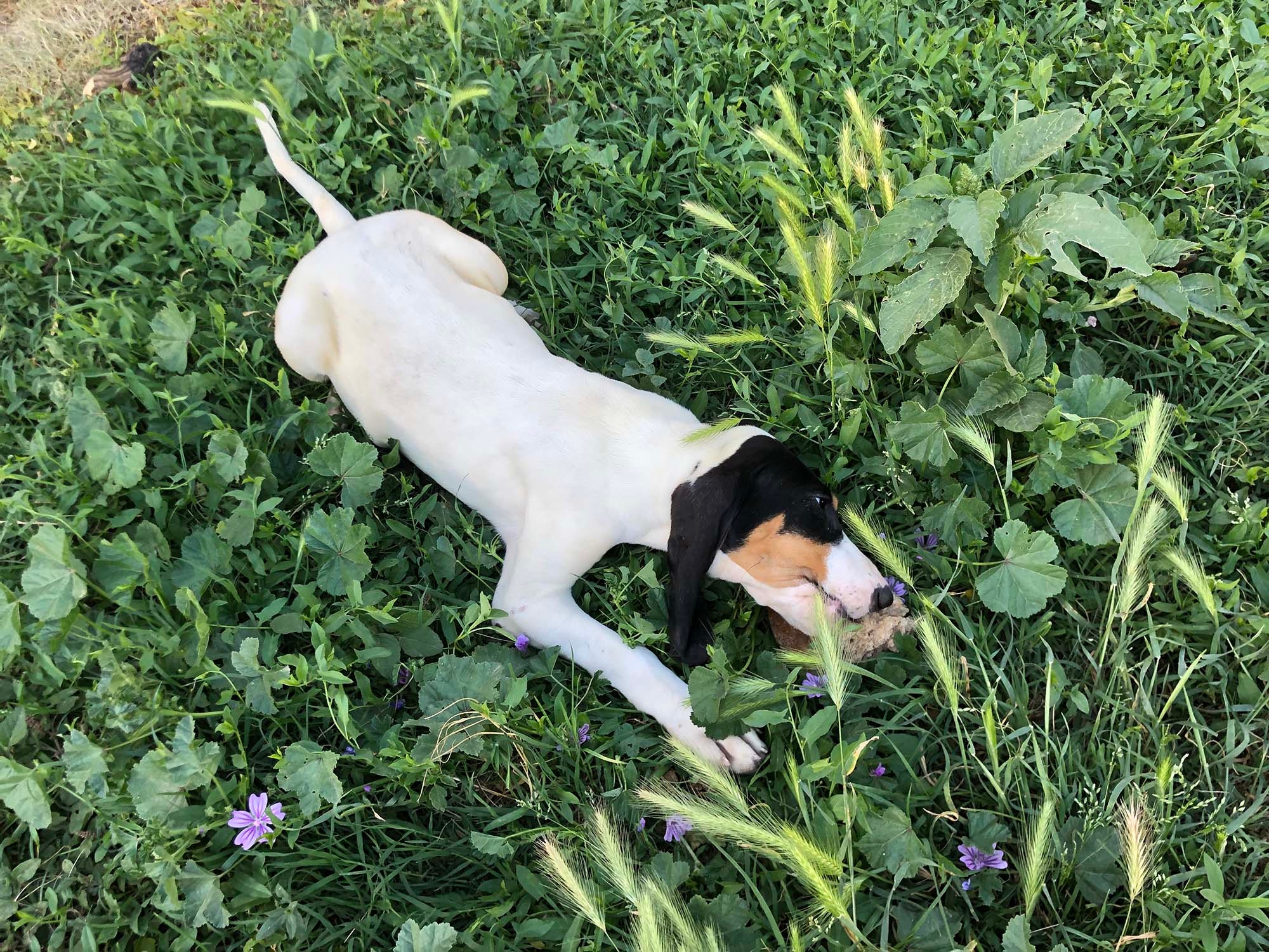 cinofilia: Segugi e cinghiali: addestramento dei cuccioli, le prime uscite in campagna e nel bosco