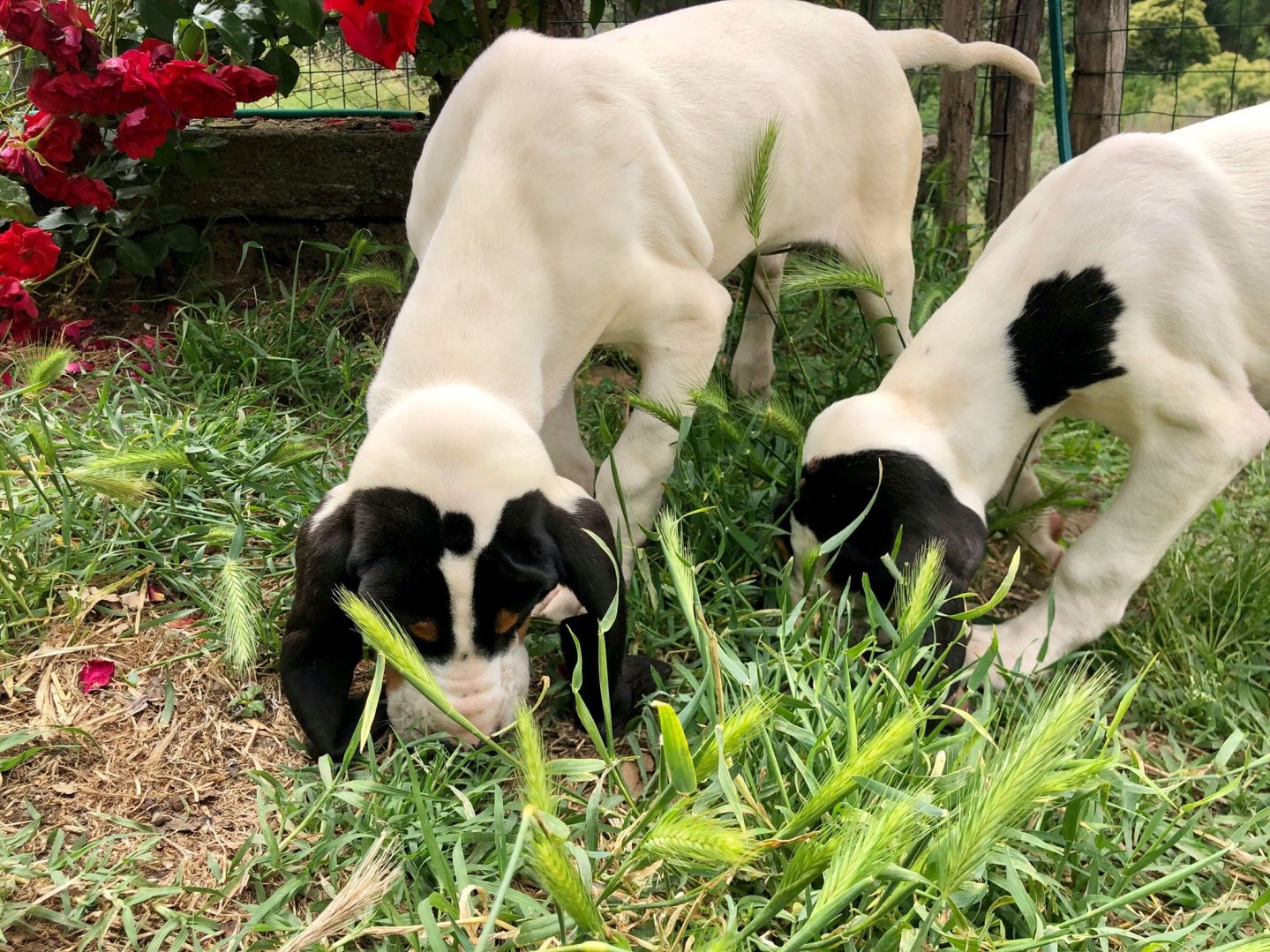 Segugi e cinghiali: addestramento dei cuccioli, le prime fasi. Dal canile alla scoperta del mondo esterno Segugi da caccia