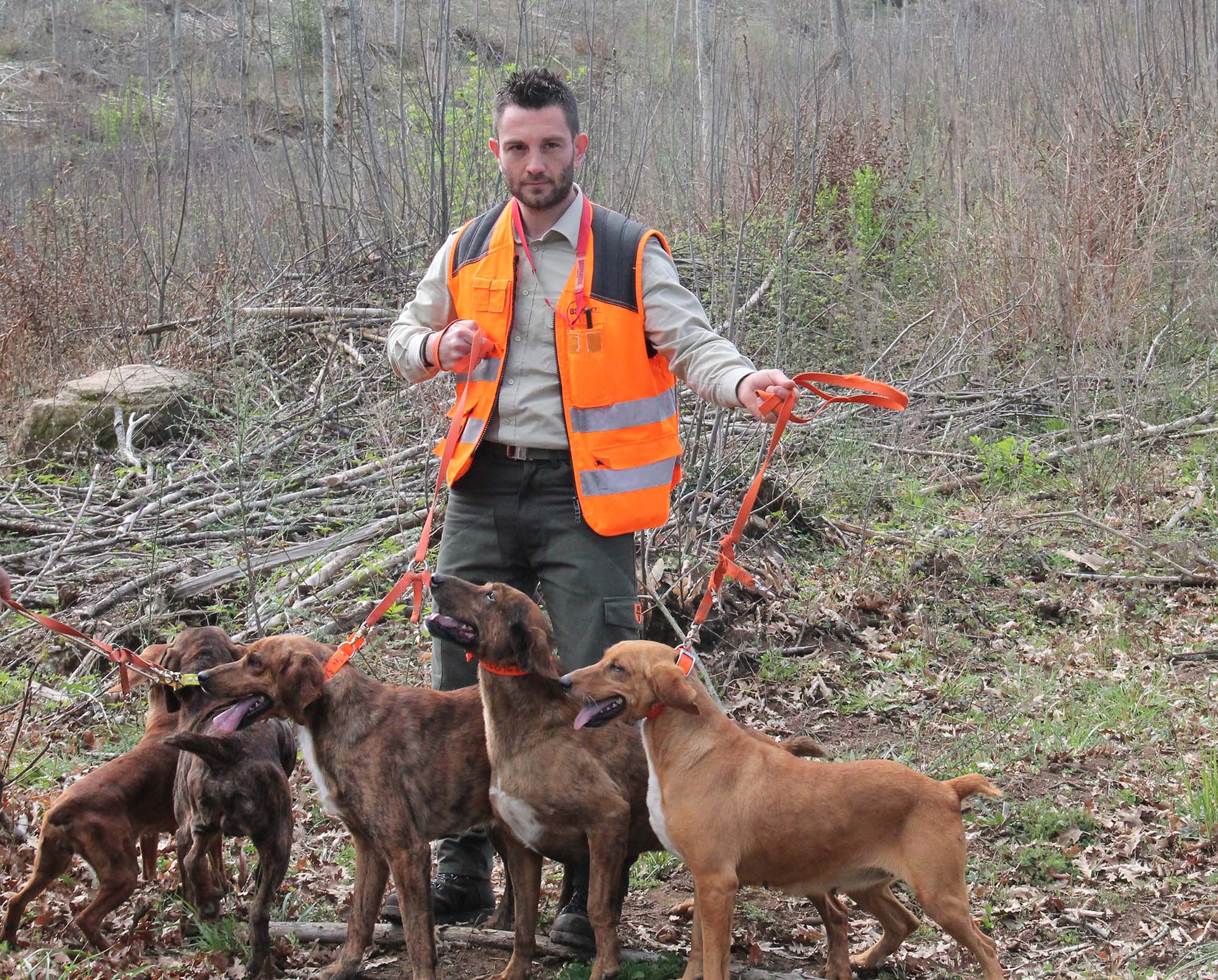 caccia-al-cinghiale: Video: a caccia con il segugio maremmano