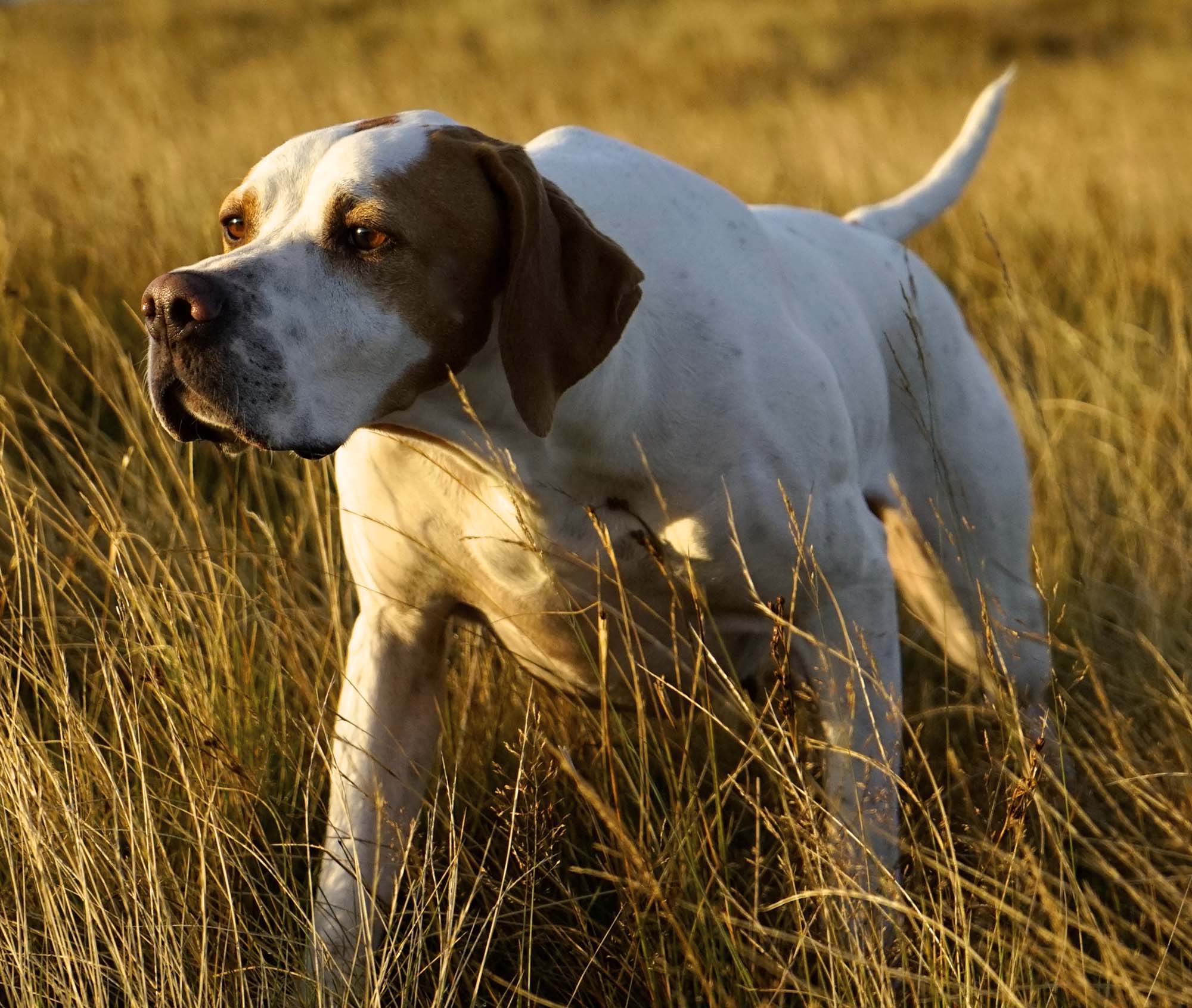 cinofilia: Cinofilia: Setter e Pointer in gara su selvaggina naturale nelle Marche