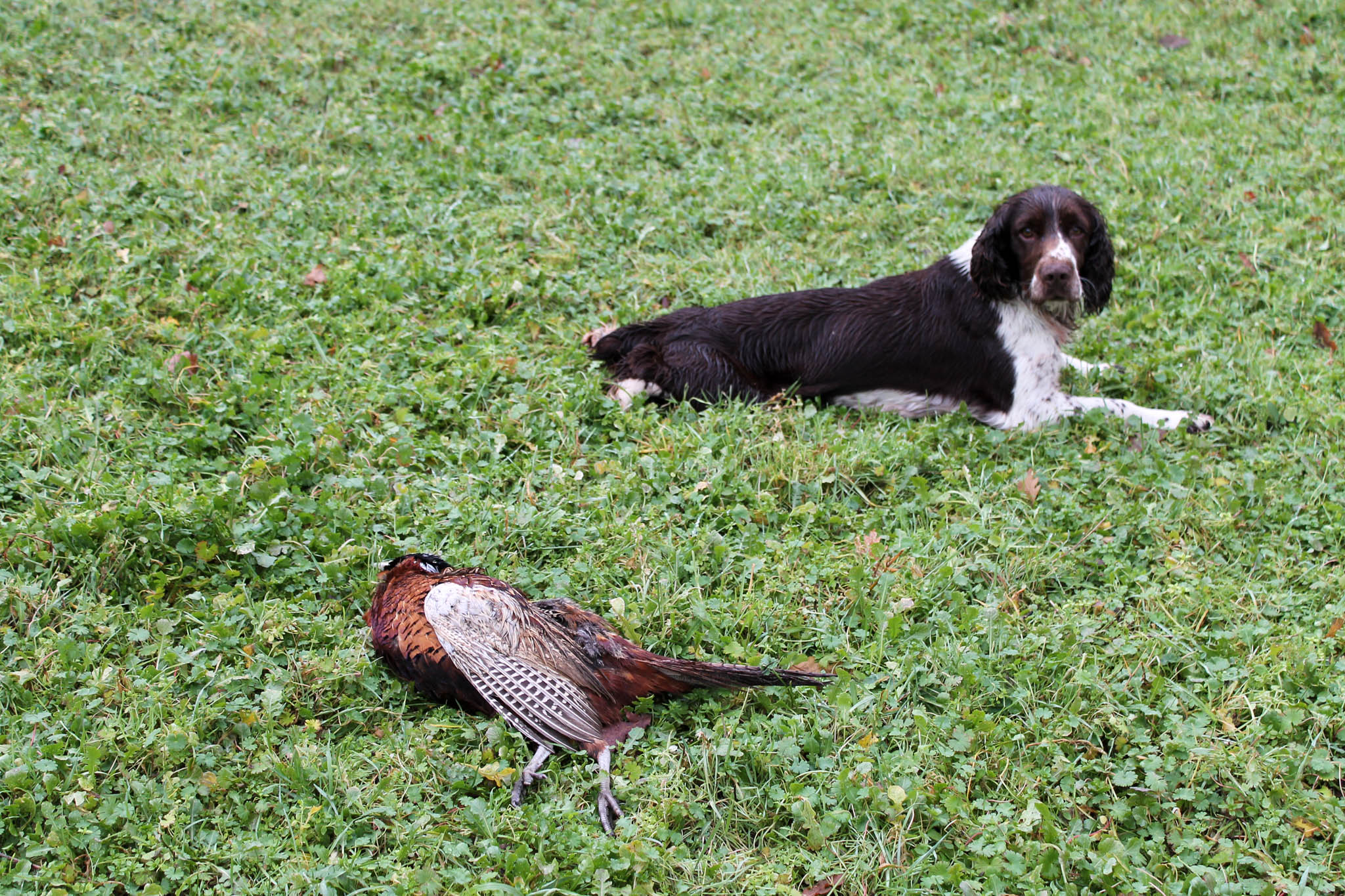 caccia: Scuola di cinofilia: Agility Dog