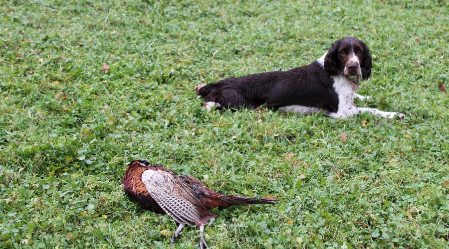 Springer Spaniel inglese