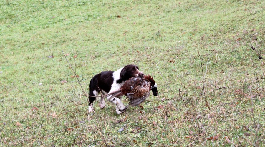 Springer Spaniel inglese