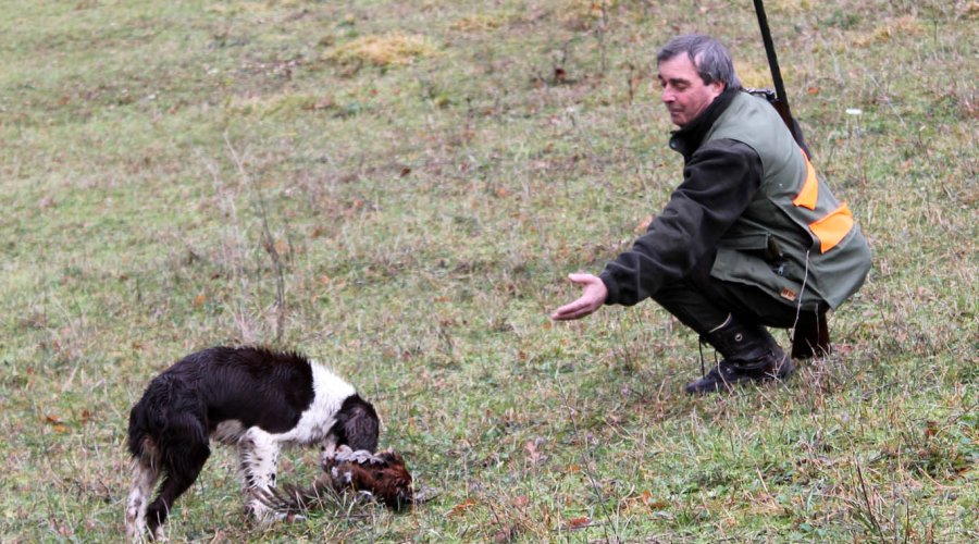 Springer Spaniel inglese