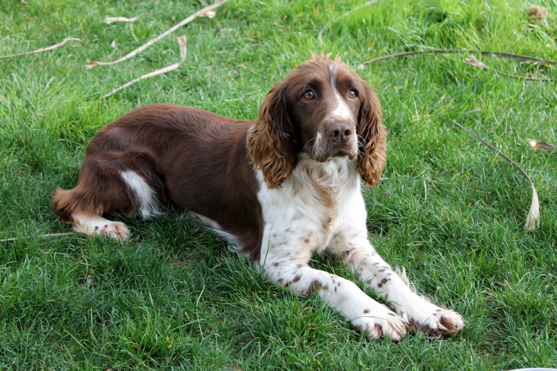 cinofilia: Springer Spaniel Inglese: il piccolo grande cacciatore