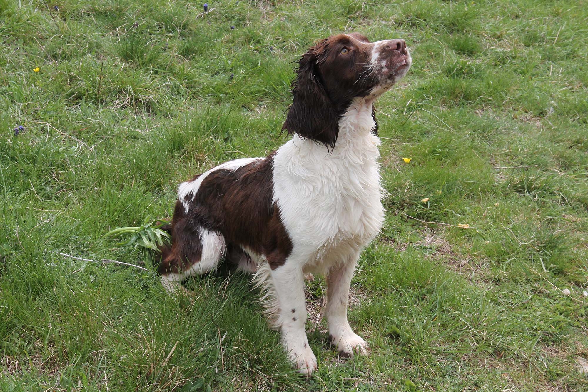 cinofilia: Cinofilia: Springer Spaniel inglese 