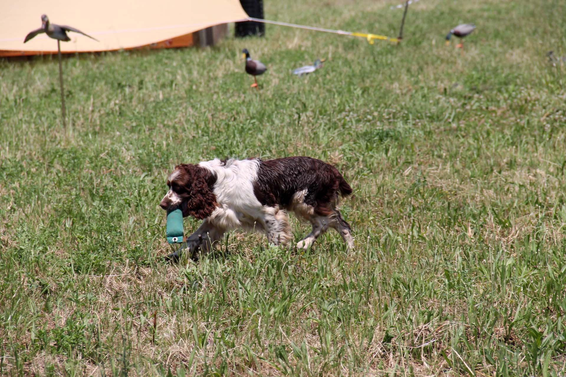 cinofilia: VIDEO: Springer Spaniel. Speciale cinofilia Game Fair 2015