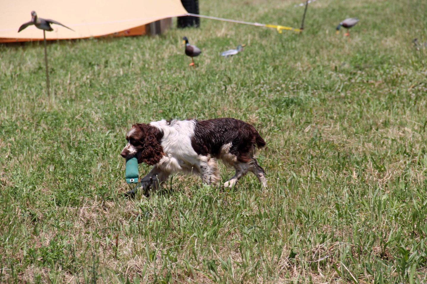 Springer Spaniel Springer Spaniel