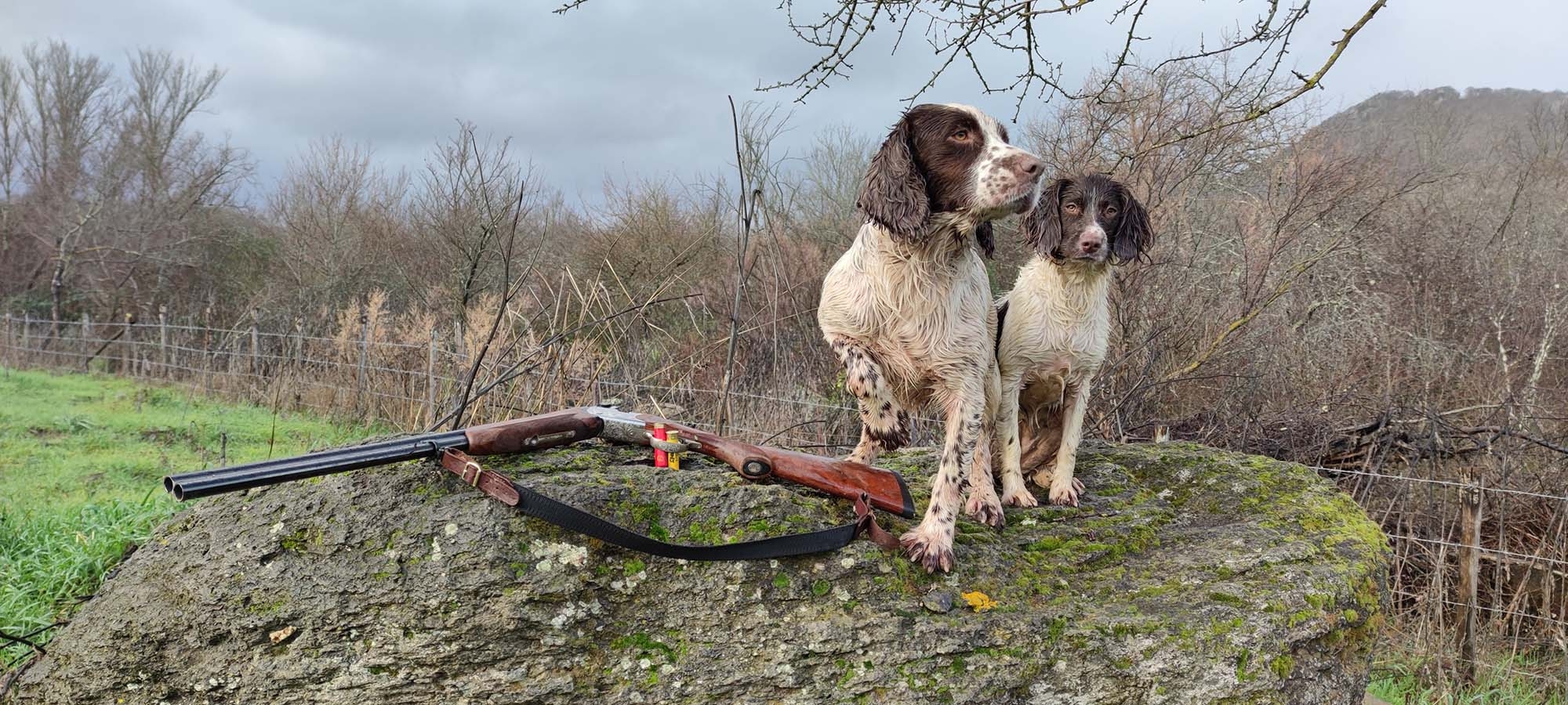 cinofilia: Elogio dello Springer spaniel