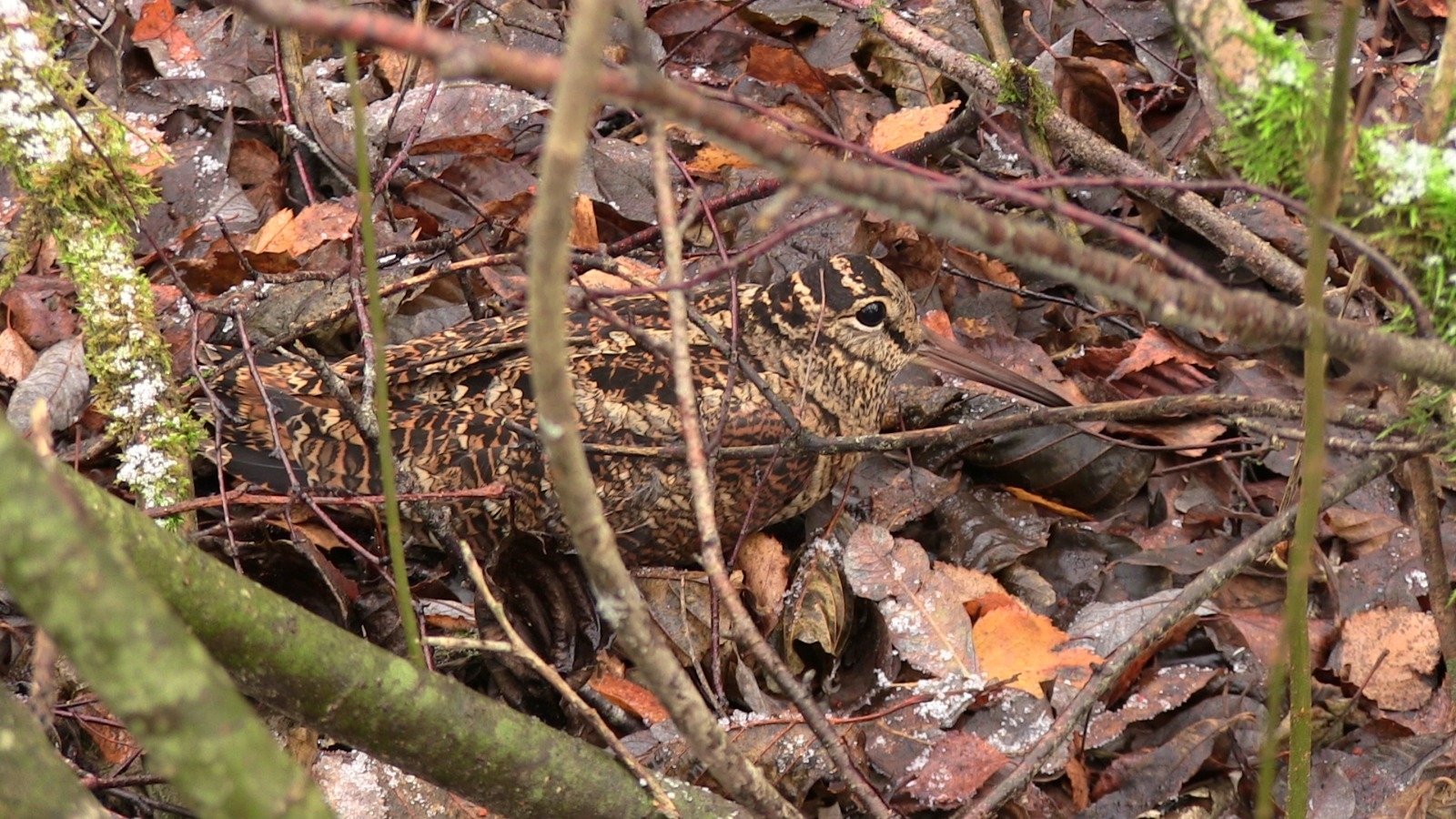 fiordimonte: Valle di Fiordimonte: prova cinofila su beccacce C.A.C. fiordimonte: Valle di Fiordimonte: prova cinofila su beccacce C.A.C.