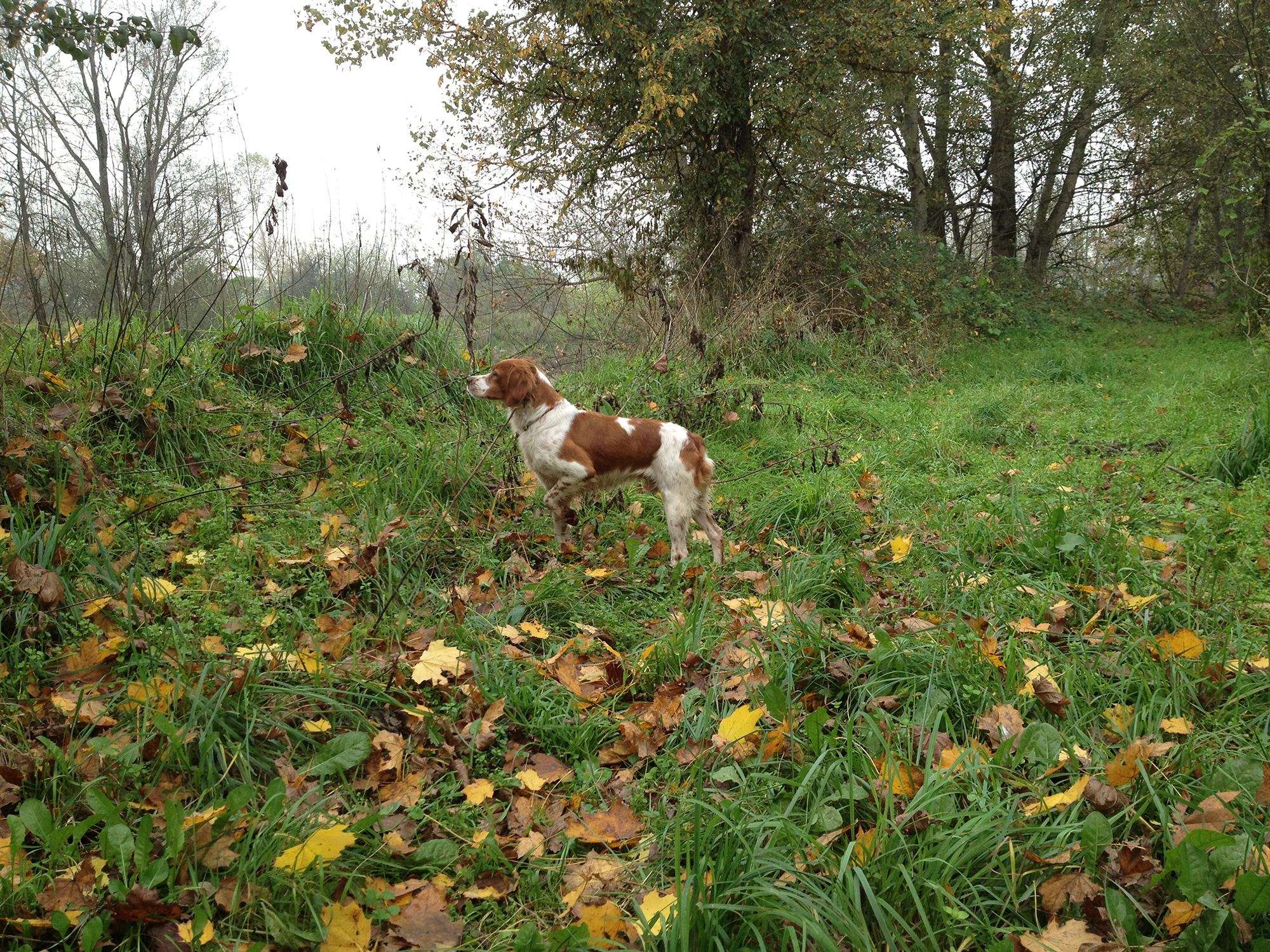 caccia-alle-beccacce: Video Lugari Pocket: caccia alla beccaccia con l'Epagneul Breton