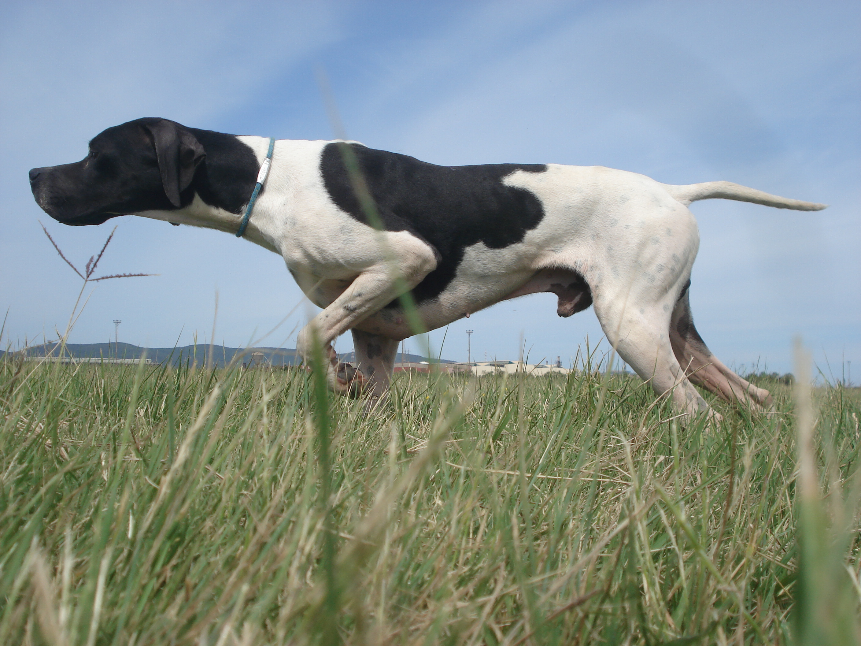 caccia-con-cani-da-ferma: Video: Caccia con il Pointer inglese caccia-con-cani-da-ferma: Video: Caccia con il Pointer inglese