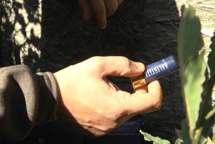 Caccia al colombaccio dal palco con le cartucce Baschieri & Pellagri 2019 Baschieri & Pellagri Balistite 5