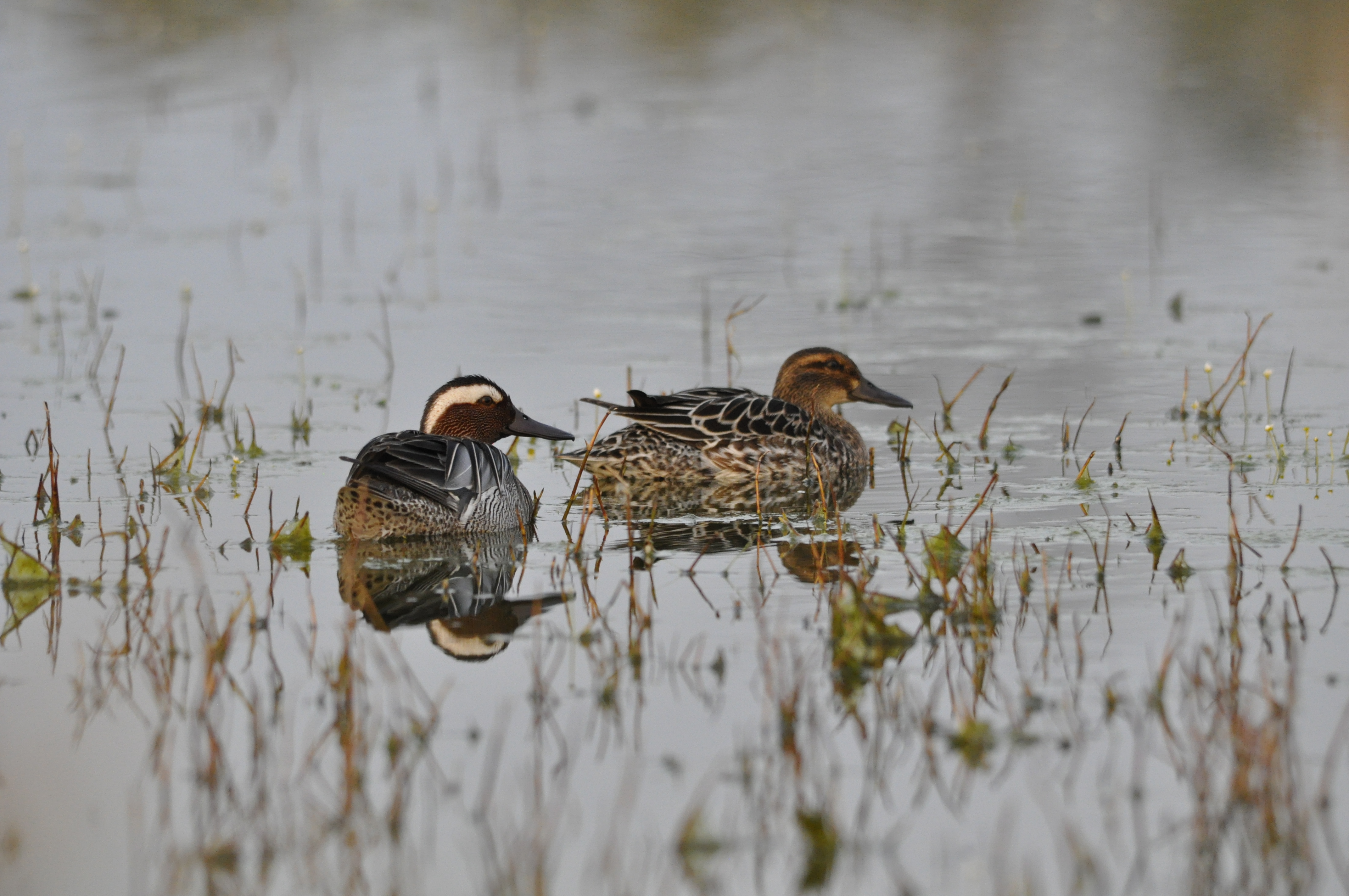 munizioni: Danni da ingestione di piombo dalle munizioni negli animali selvatici: i dati dell'ECHA sono altamente distorti. Scelta intenzionale o solo poco professionale?