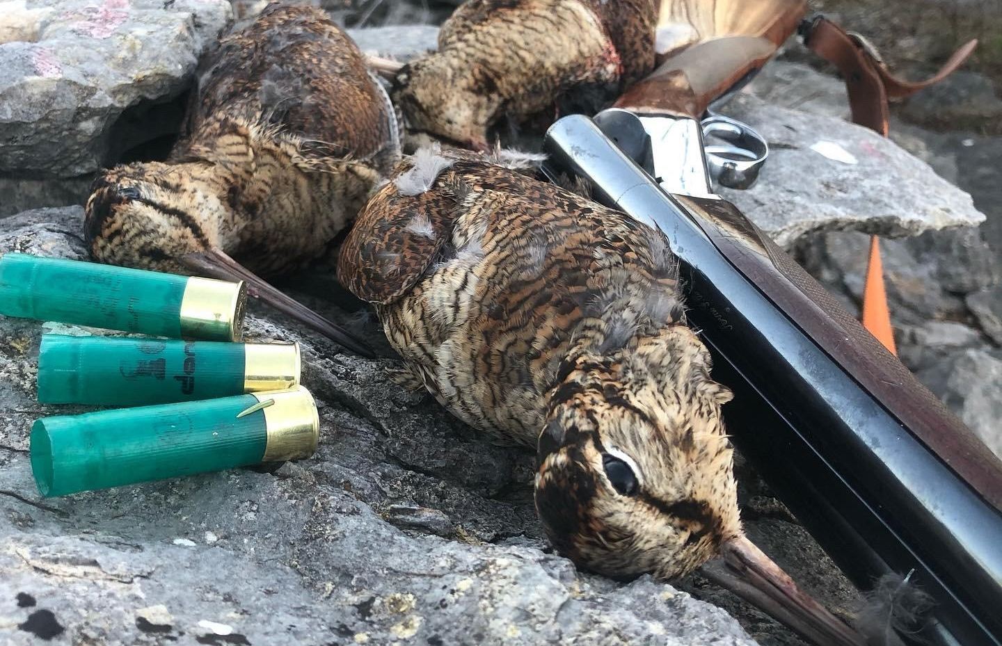 munizioni: Contaminazione da piombo nella carne di selvaggina a causa delle munizioni. Le conclusioni dell'ECHA non sono corrette: ecco le tre argomentazioni più importanti che spiegano cosa c'è di sbagliato