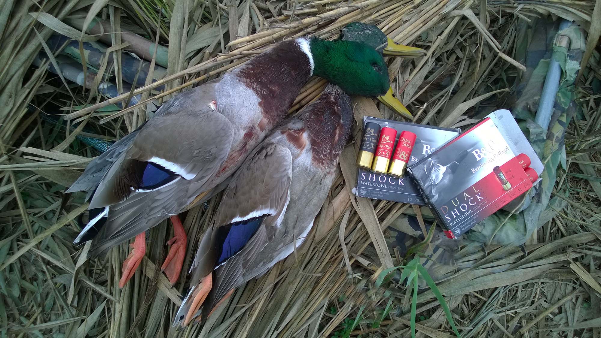 munizioni-senza-piombo: Il Rame: reale efficacia balistica nelle cartucce a pallini “no toxic” munizioni-senza-piombo: Il Rame: reale efficacia balistica nelle cartucce a pallini “no toxic”