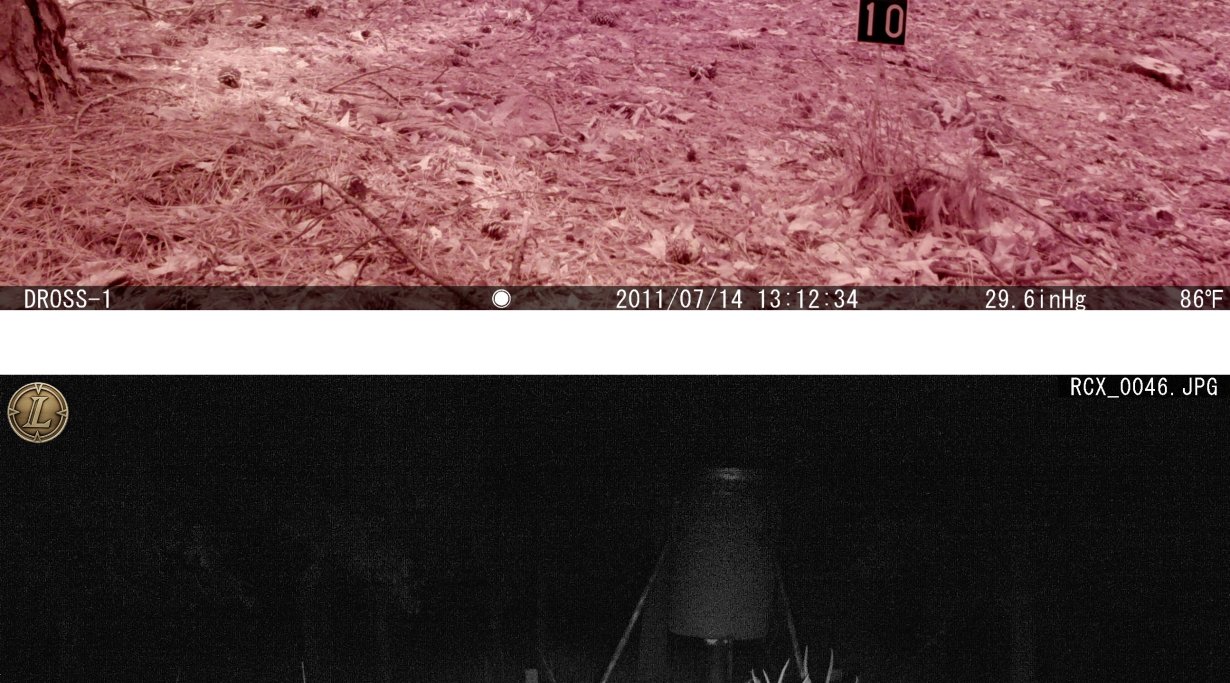 Fotografie notturne con Leupold RCX