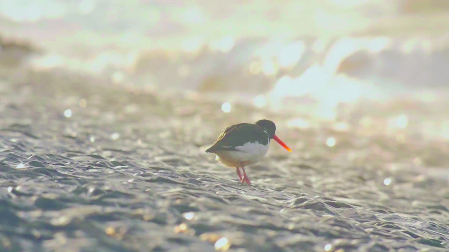 Swarovski Digiscoper of the Year 2016 uccello-in-primo-piano