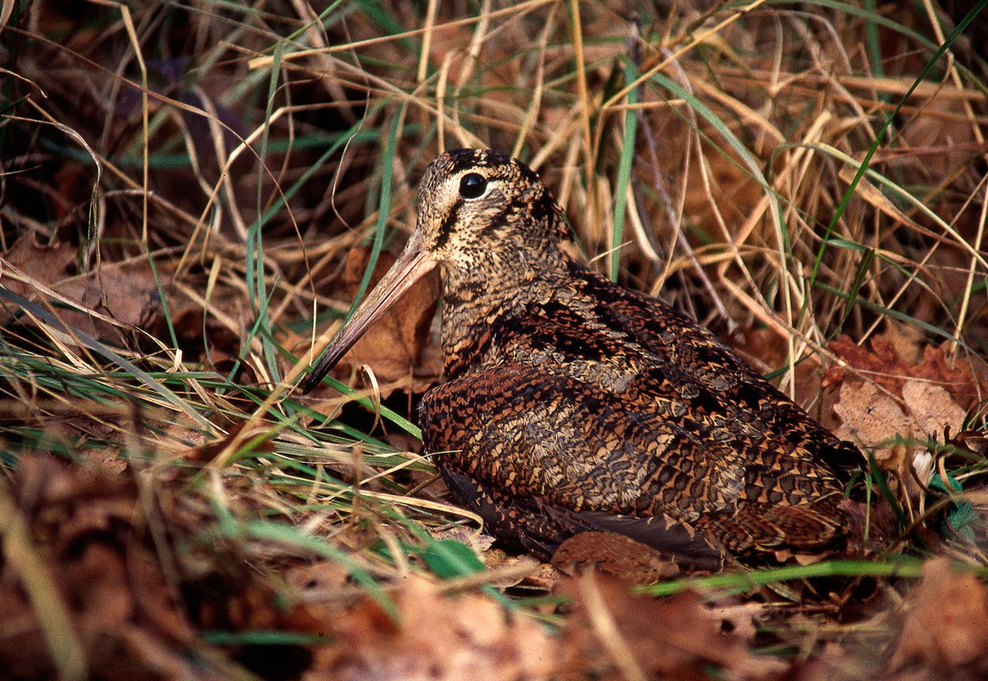 La beccaccia: caccia, migrazione, consigli pratici La beccaccia: caccia, migrazione, consigli pratici