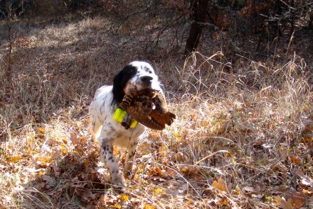 Setter Inglese in fase di riporto su beccaccia Setter Inglese in fase di riporto su beccaccia