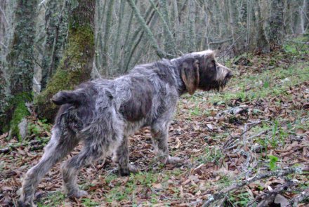 Spinone Italiano in ferma su beccaccia Spinone Italiano in ferma su beccaccia
