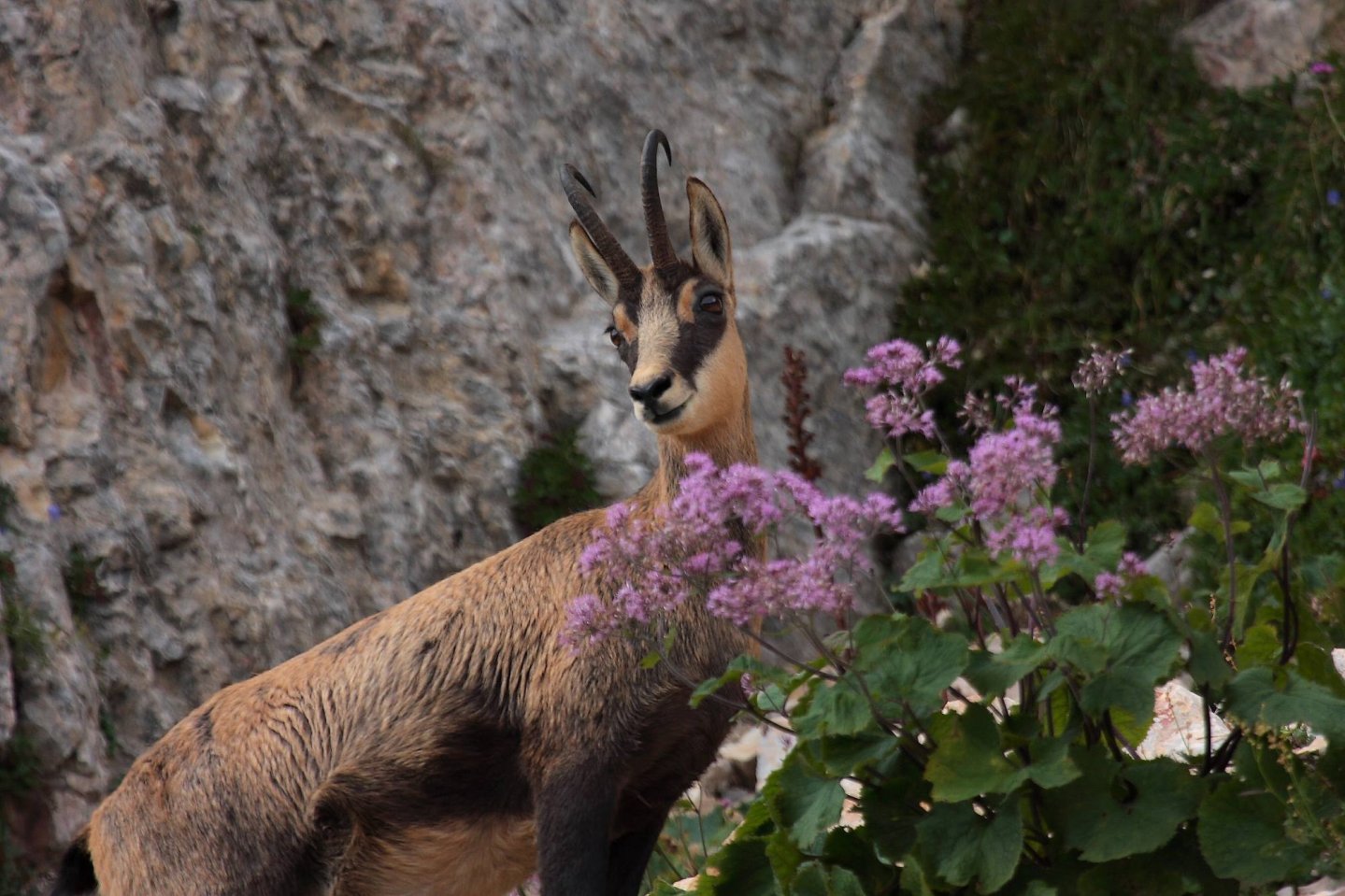Il Camoscio: Caccia, fucili, ottiche, consigli utili camoscio.jpg