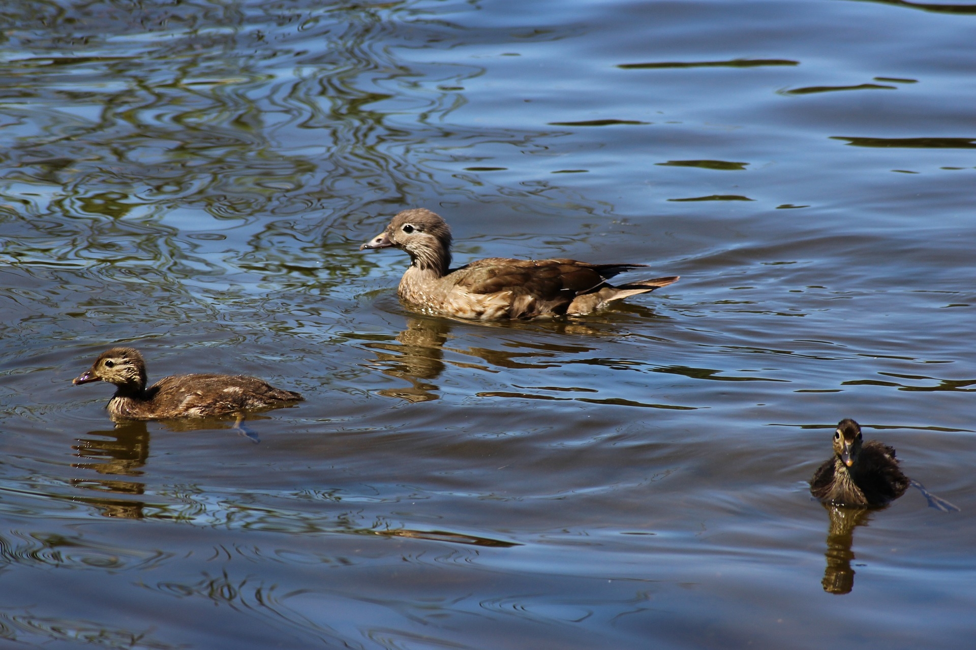 specie-animali-cacciabili: La Canapiglia: Caccia, migrazione, munizioni, consigli utili