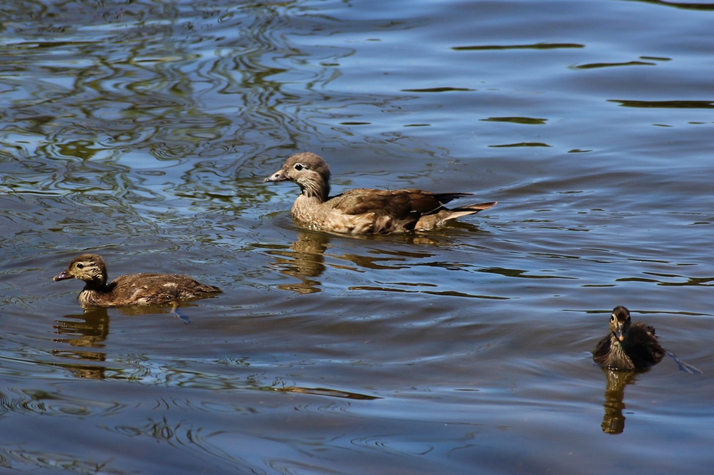 La Canapiglia: Caccia, migrazione, munizioni, consigli utili canapiglia.jpg