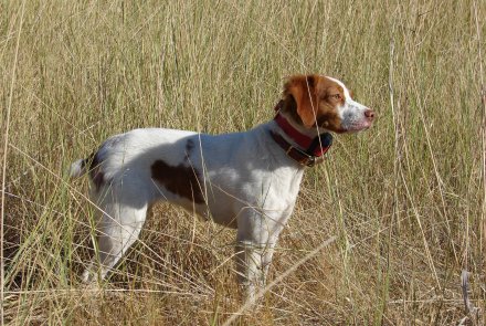 Epanuel Breton Epanuel Breton