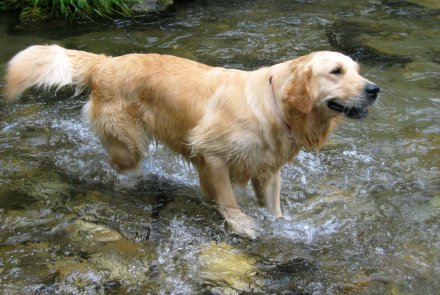 Golden Retriever Golden Retriever
