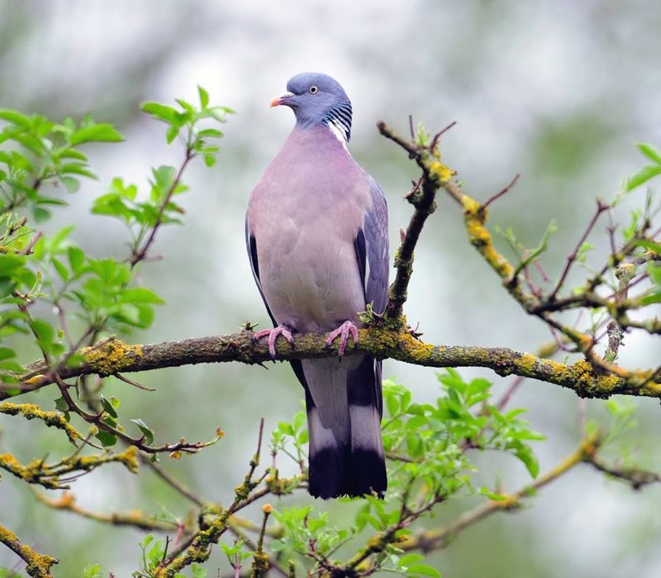 specie-animali-cacciabili: Il Colombaccio: Caccia, migrazione, consigli pratici