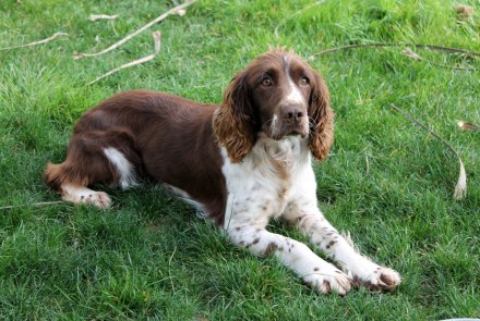 Springer Spaniel inglese
