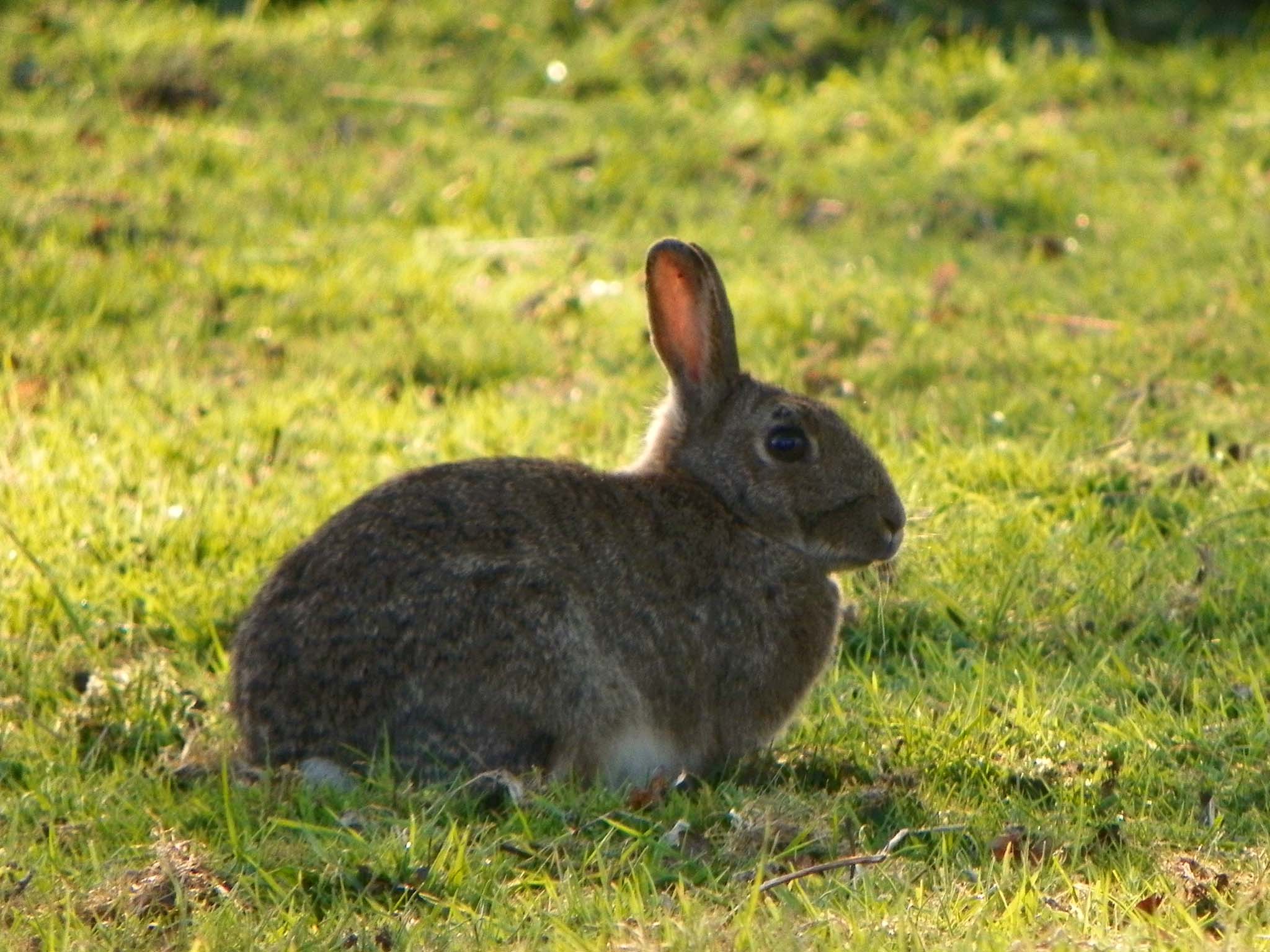 specie-animali-cacciabili: Il Coniglio Selvatico: Caccia, cani, fucili, consigli utili specie-animali-cacciabili: Il Coniglio Selvatico: Caccia, cani, fucili, consigli utili