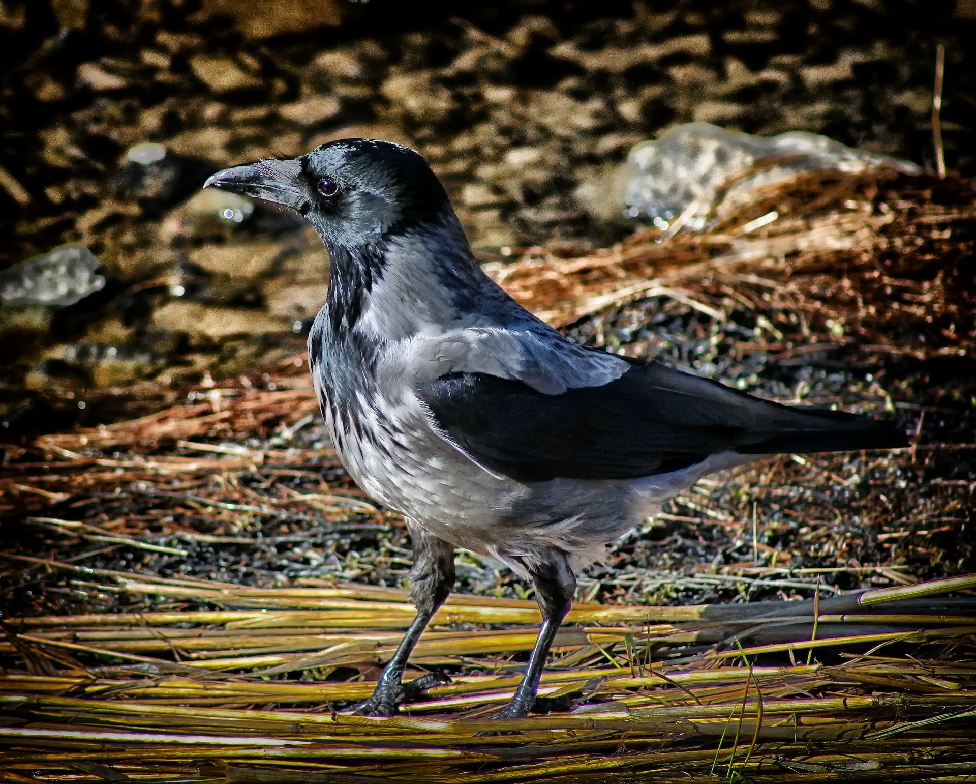 specie-animali-cacciabili: La Cornacchia Grigia: Caccia, gestione, fucili, consigli pratici specie-animali-cacciabili: La Cornacchia Grigia: Caccia, gestione, fucili, consigli pratici