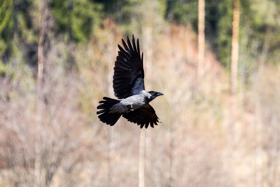 Corvidi Corvidi