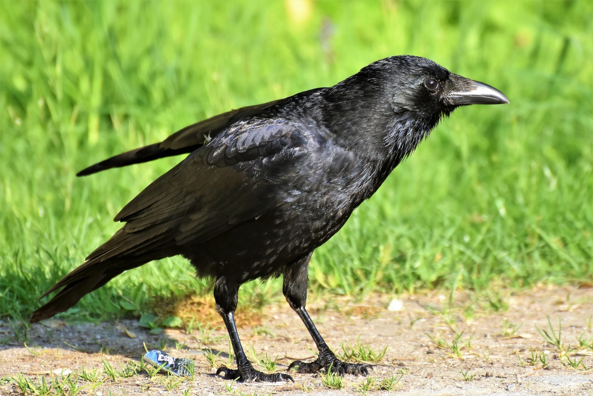 specie-animali-cacciabili: La Cornacchia: Caccia, gestione, fucili, consigli utili specie-animali-cacciabili: La Cornacchia: Caccia, gestione, fucili, consigli utili